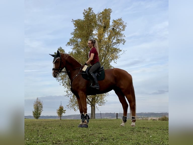 Deutsches Sportpferd Stute 5 Jahre 176 cm Fuchs in Vitzenburg