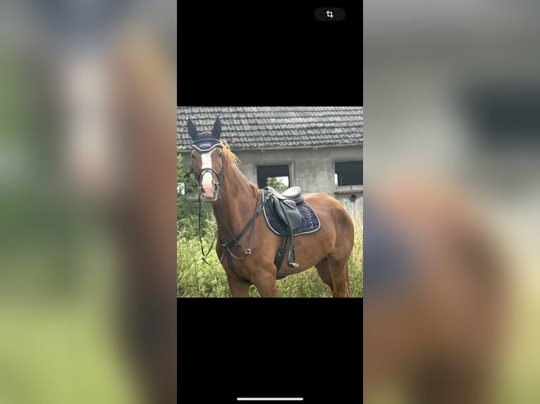 Deutsches Sportpferd Stute 5 Jahre 176 cm Fuchs in Vitzenburg