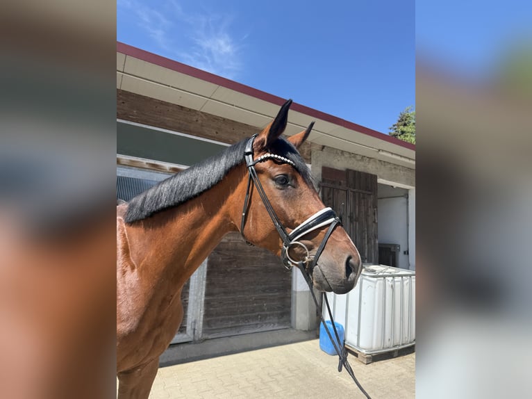 Deutsches Sportpferd Stute 5 Jahre 177 cm Brauner in Drackenstein