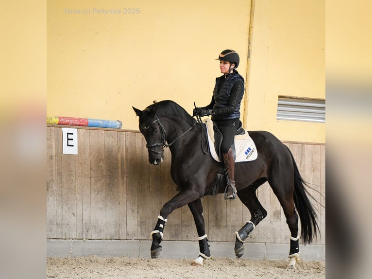 Deutsches Sportpferd Stute 5 Jahre 177 cm Rappe in Dziuplina