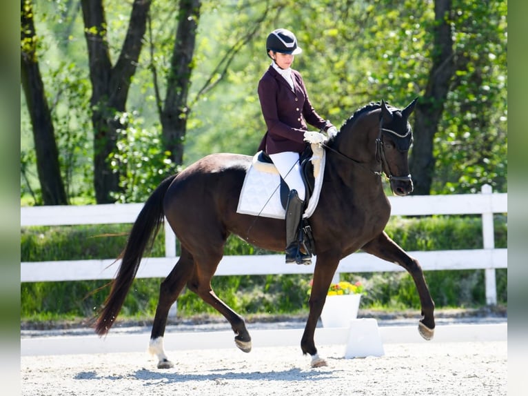 Deutsches Sportpferd Stute 5 Jahre 177 cm Rappe in Dziuplina