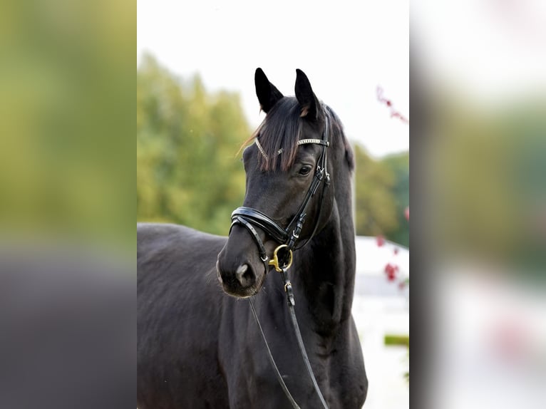 Deutsches Sportpferd Stute 5 Jahre 177 cm Rappe in Dziuplina