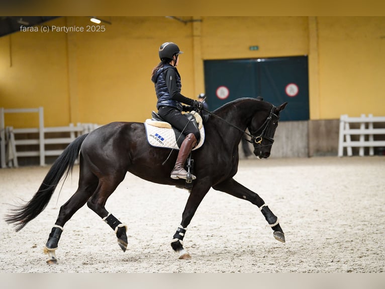 Deutsches Sportpferd Stute 5 Jahre 177 cm Rappe in Dziuplina