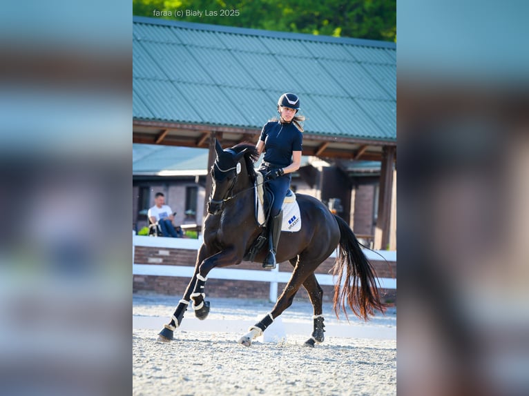 Deutsches Sportpferd Stute 5 Jahre 177 cm Rappe in Dziuplina