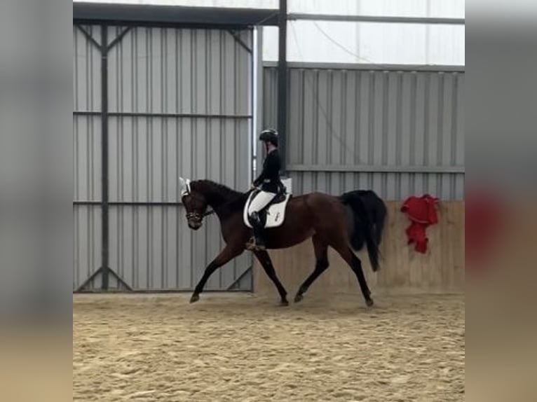 Deutsches Sportpferd Stute 5 Jahre Brauner in Pischelsdorf
