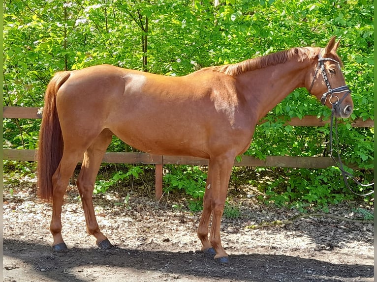 Deutsches Sportpferd Stute 5 Jahre Fuchs in Braunschweig