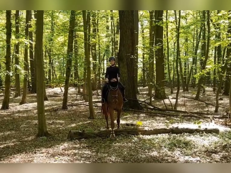 Deutsches Sportpferd Stute 5 Jahre Fuchs in Braunschweig