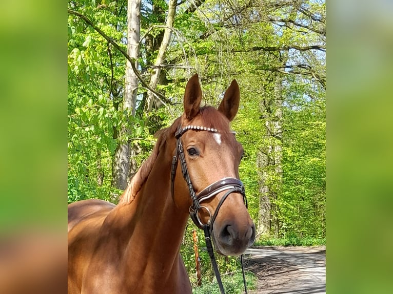 Deutsches Sportpferd Stute 5 Jahre Fuchs in Braunschweig