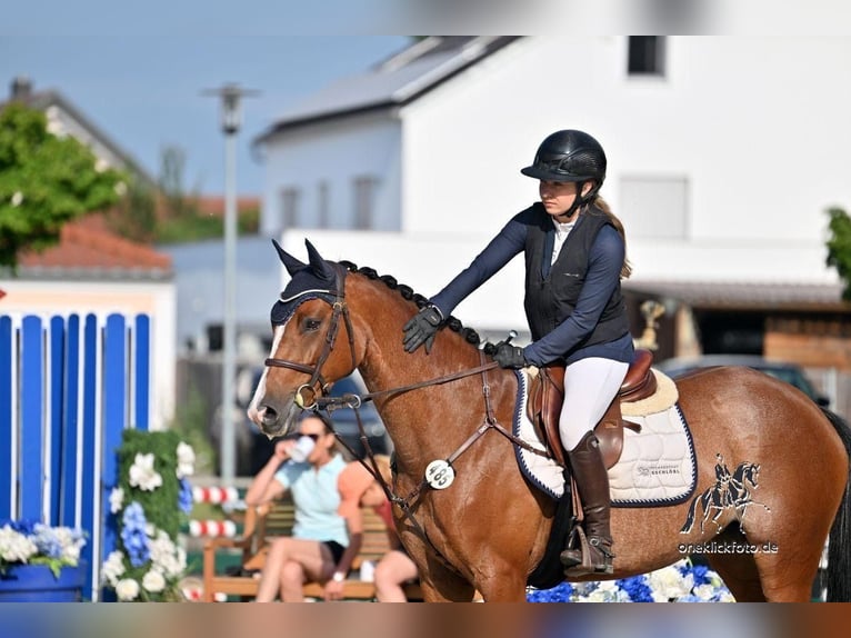 Deutsches Sportpferd Stute 6 Jahre 153 cm Brauner in Fraunberg