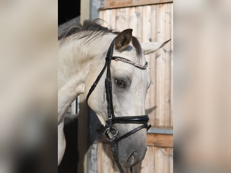 Deutsches Sportpferd Stute 6 Jahre 157 cm Tigerschecke in Geilenkirchen