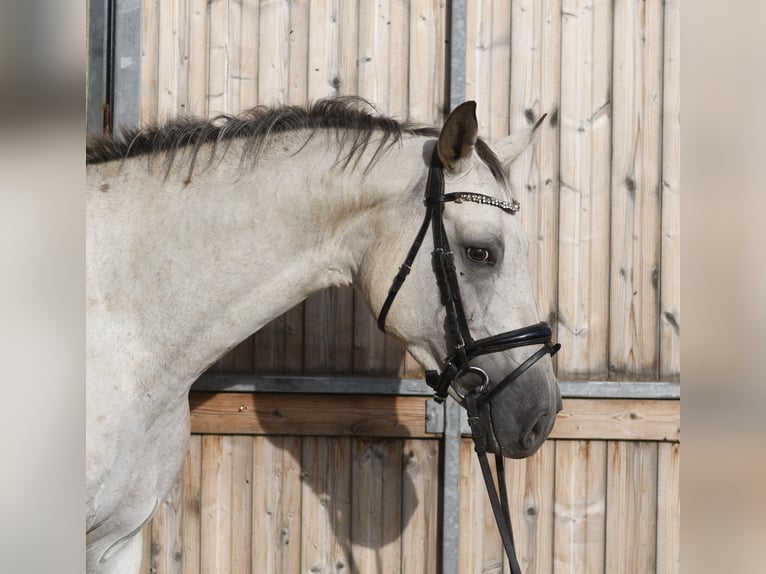 Deutsches Sportpferd Stute 6 Jahre 157 cm Tigerschecke in Geilenkirchen