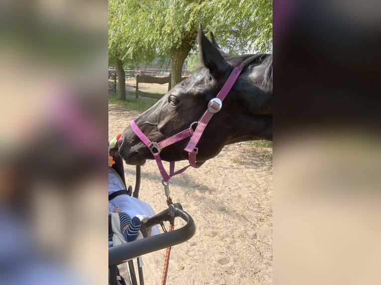 Deutsches Sportpferd Stute 6 Jahre 160 cm Dunkelbrauner in Planebruch