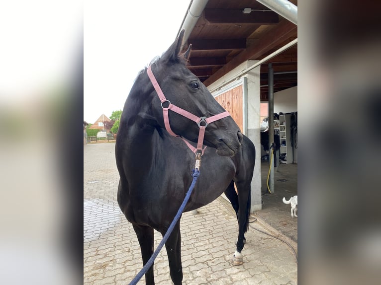 Deutsches Sportpferd Stute 6 Jahre 160 cm Dunkelbrauner in Planebruch