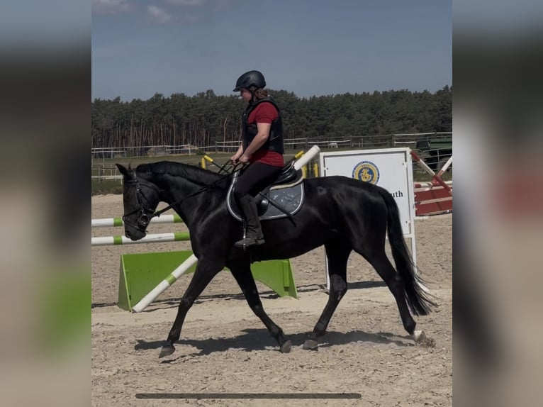 Deutsches Sportpferd Stute 6 Jahre 160 cm Dunkelbrauner in Planebruch