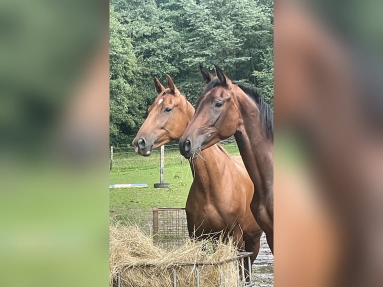 Deutsches Sportpferd Stute 6 Jahre 160 cm Fuchs in Mengerschied