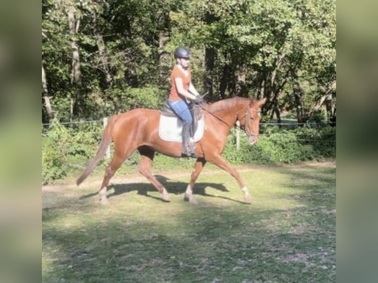 Deutsches Sportpferd Stute 6 Jahre 160 cm Fuchs in Mengerschied