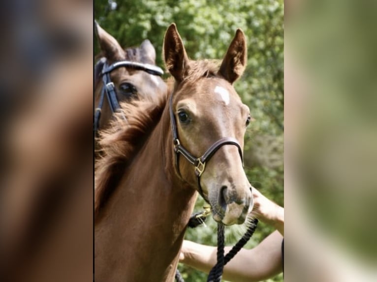 Deutsches Sportpferd Stute 6 Jahre 160 cm Fuchs in Mengerschied