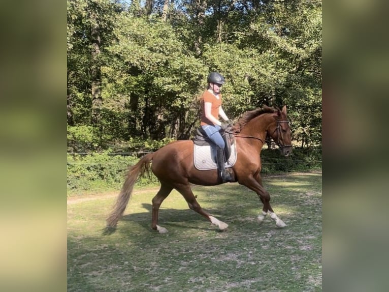 Deutsches Sportpferd Stute 6 Jahre 160 cm Fuchs in Mengerschied