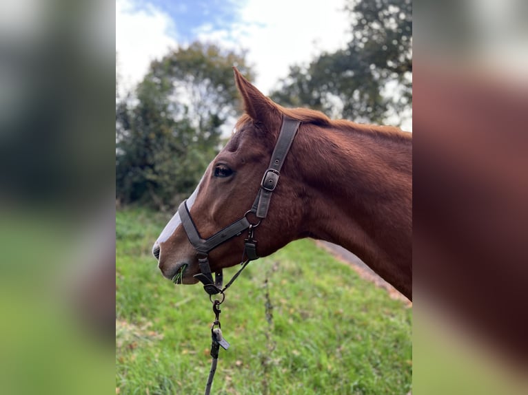 Deutsches Sportpferd Stute 6 Jahre 160 cm Fuchs in Schiffdorf