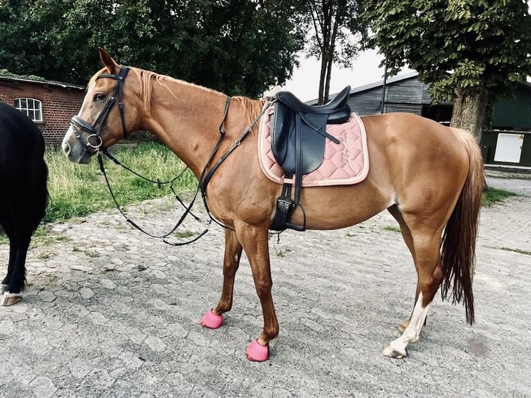 Deutsches Sportpferd Stute 6 Jahre 160 cm Fuchs in Schiffdorf