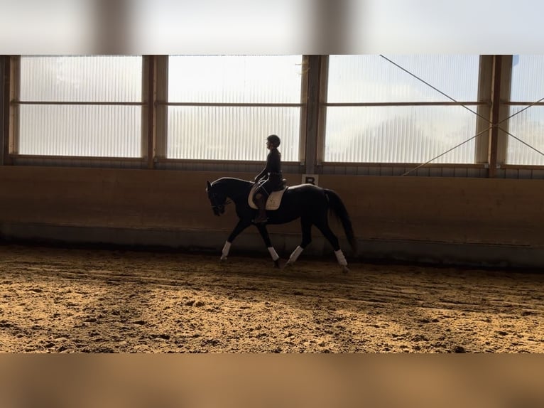 Deutsches Sportpferd Stute 6 Jahre 160 cm Rappe in Langerringen
