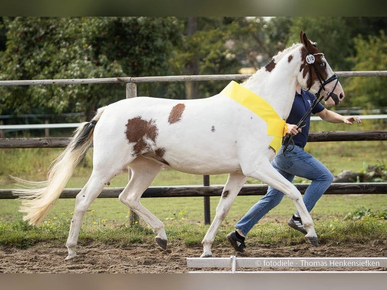Deutsches Sportpferd Stute 6 Jahre 160 cm Schecke in Krummh&#xF6;rn