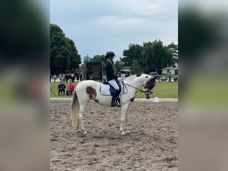 Deutsches Sportpferd Stute 6 Jahre 160 cm Schecke in Krummh&#xF6;rn