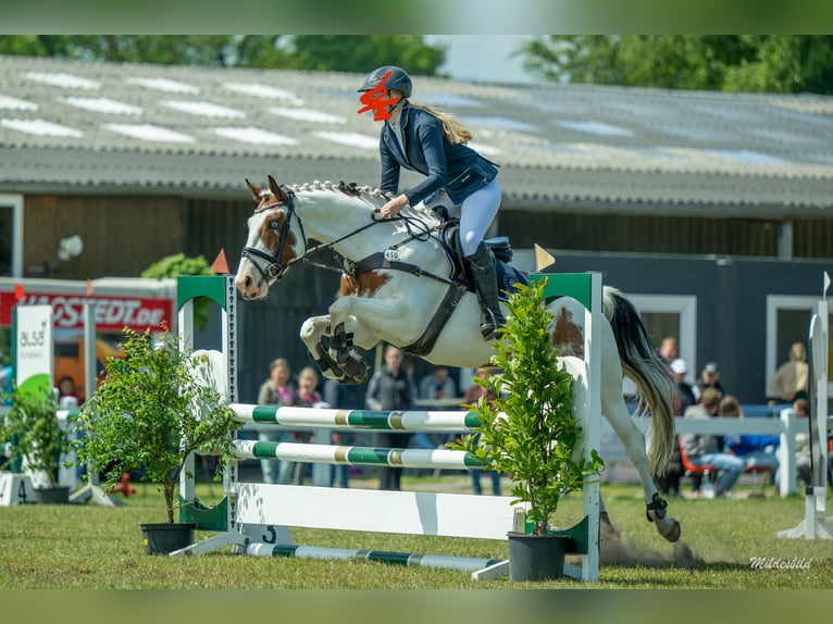 Deutsches Sportpferd Stute 6 Jahre 160 cm Schecke in Krummh&#xF6;rn