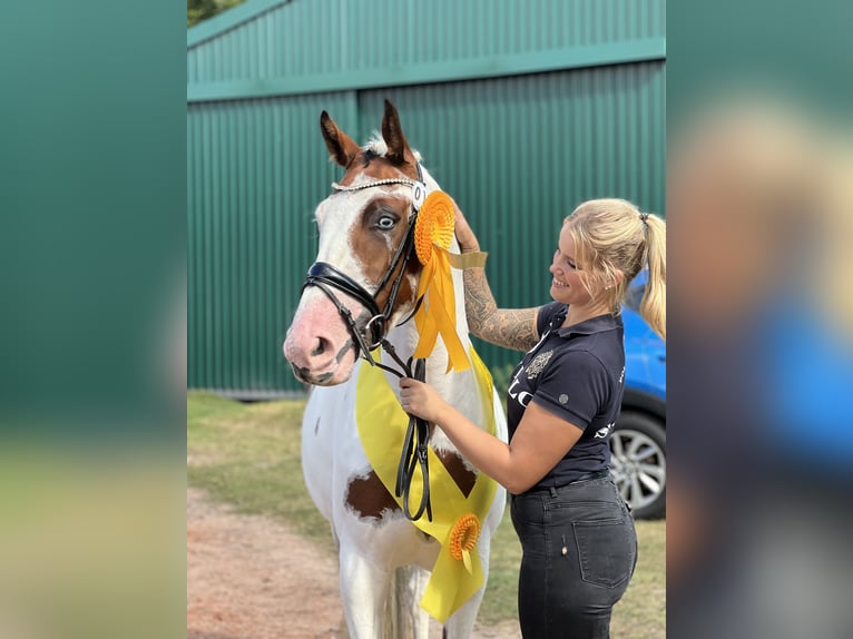 Deutsches Sportpferd Stute 6 Jahre 160 cm Schecke in Krummh&#xF6;rn