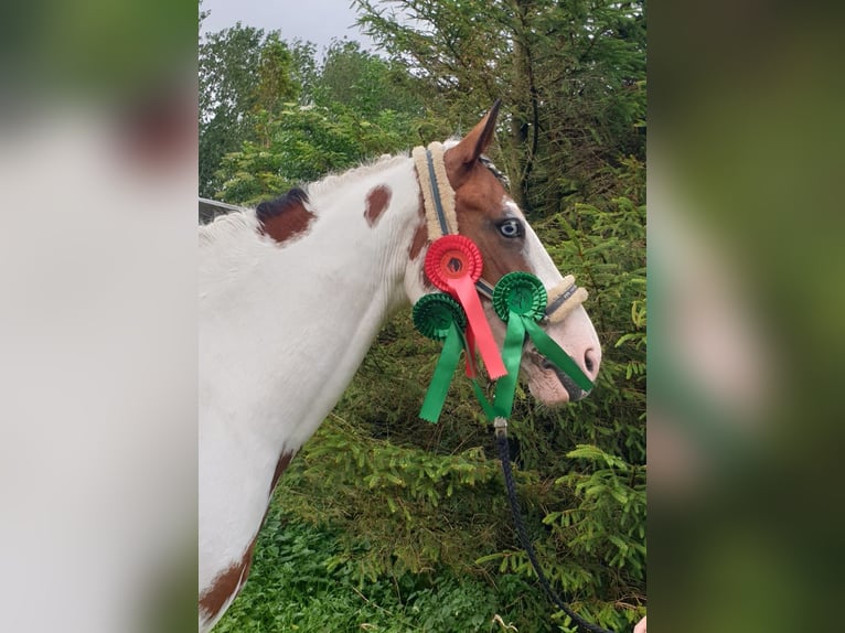 Deutsches Sportpferd Stute 6 Jahre 160 cm Schecke in Krummh&#xF6;rn