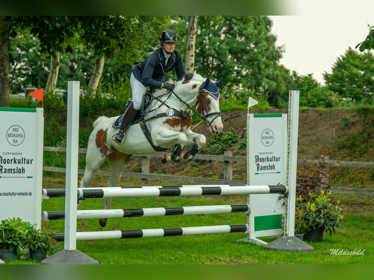 Deutsches Sportpferd Stute 6 Jahre 160 cm Schecke in Krummh&#xF6;rn
