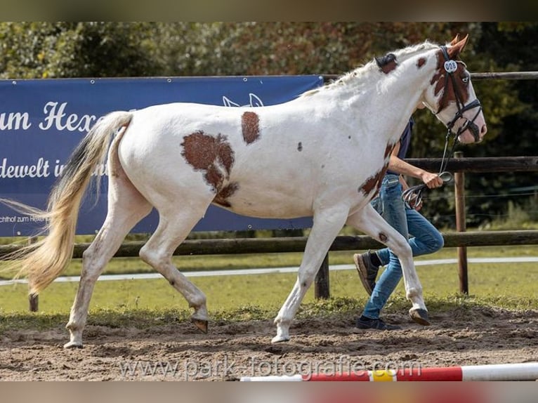 Deutsches Sportpferd Stute 6 Jahre 160 cm Schecke in Krummh&#xF6;rn