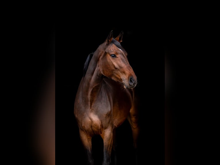 Deutsches Sportpferd Stute 6 Jahre 161 cm Brauner in Ballenstedt