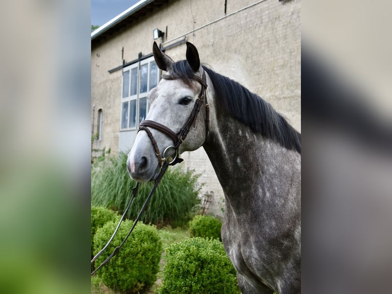 Deutsches Sportpferd Stute 6 Jahre 161 cm Schimmel in Kl&#xF6;tze