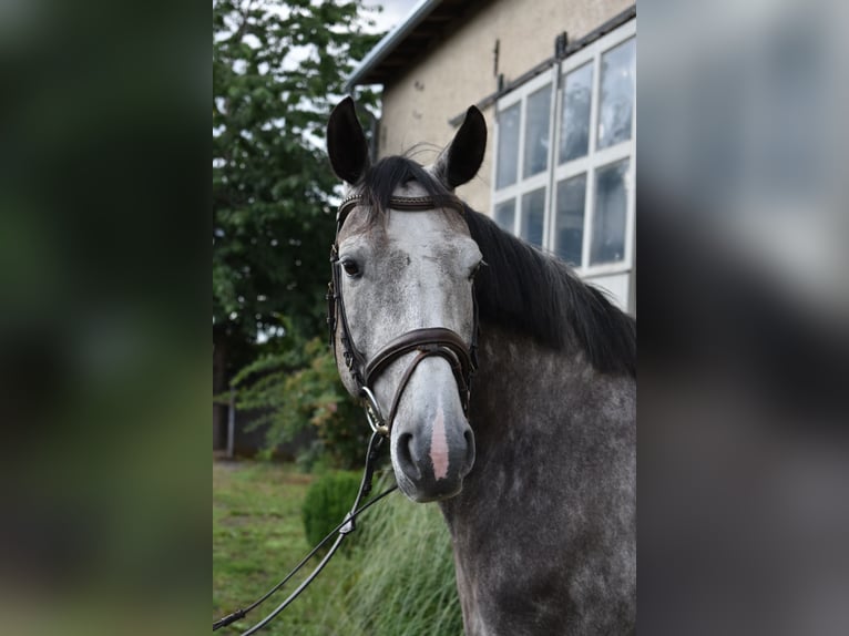 Deutsches Sportpferd Stute 6 Jahre 161 cm Schimmel in Kl&#xF6;tze
