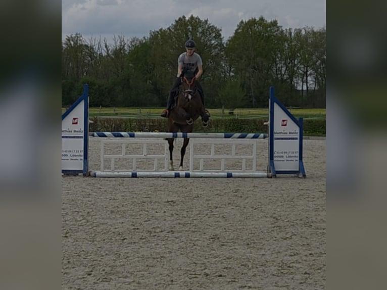 Deutsches Sportpferd Stute 6 Jahre 162 cm Brauner in Leipzig