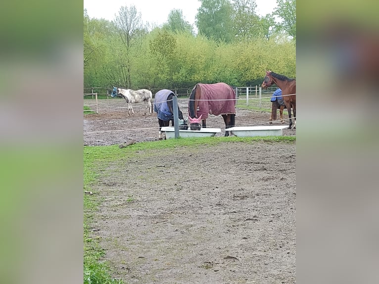 Deutsches Sportpferd Stute 6 Jahre 162 cm Brauner in Leipzig