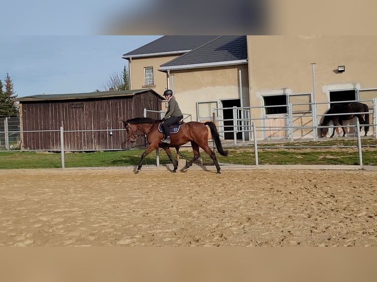 Deutsches Sportpferd Stute 6 Jahre 162 cm Brauner in Spitzkunnersdorf