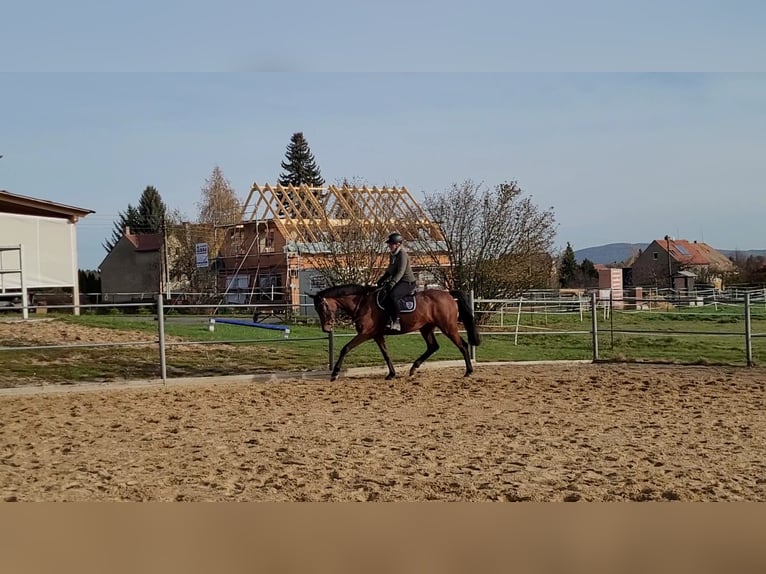 Deutsches Sportpferd Stute 6 Jahre 162 cm Brauner in Spitzkunnersdorf
