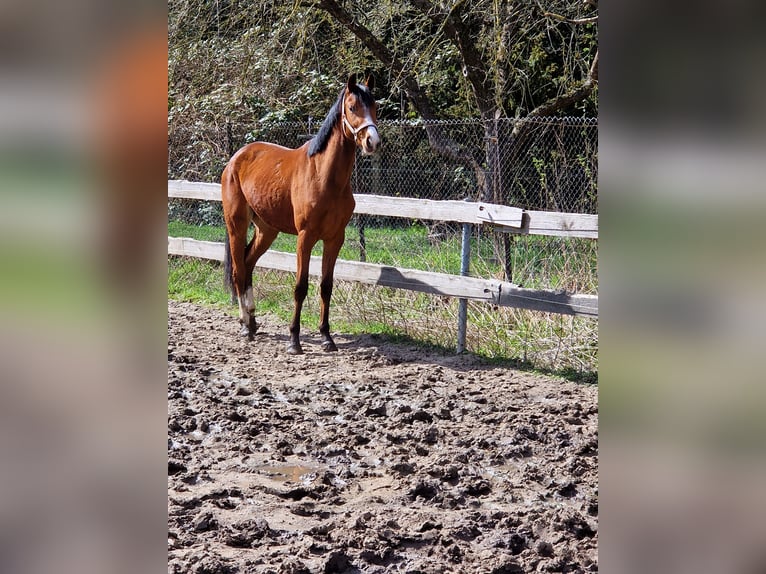 Deutsches Sportpferd Stute 6 Jahre 162 cm Brauner in Heteborn