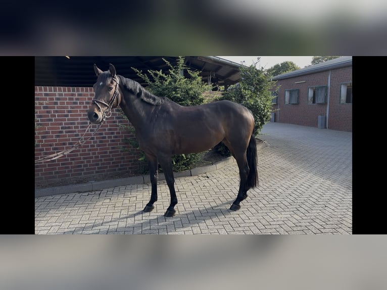 Deutsches Sportpferd Stute 6 Jahre 162 cm Dunkelbrauner in Nettetal