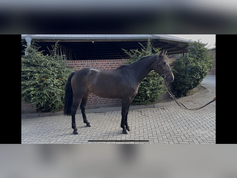 Deutsches Sportpferd Stute 6 Jahre 162 cm Dunkelbrauner in Nettetal