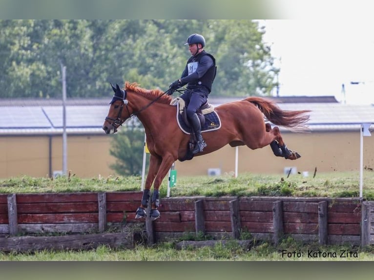 Deutsches Sportpferd Stute 6 Jahre 162 cm Fuchs in Ried am riederberg