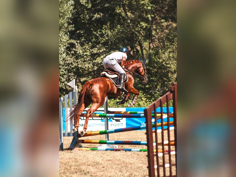 Deutsches Sportpferd Stute 6 Jahre 162 cm Fuchs in Ried am riederberg