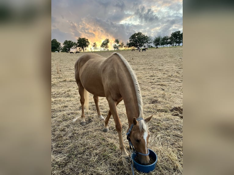 Deutsches Sportpferd Mix Stute 6 Jahre 162 cm Palomino in Lautertal