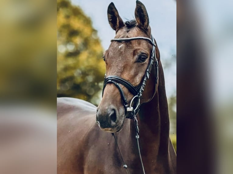 Deutsches Sportpferd Stute 6 Jahre 163 cm Brauner in Wilhelmsdorf