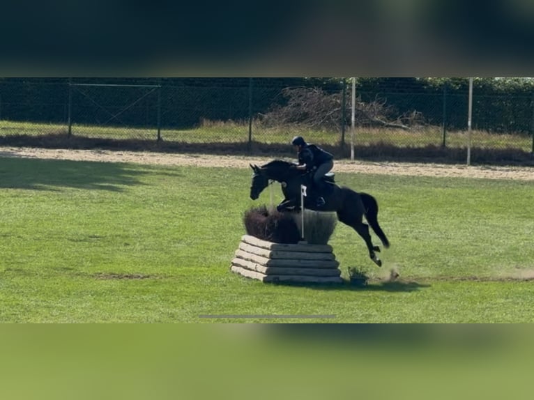 Deutsches Sportpferd Stute 6 Jahre 163 cm Dunkelbrauner in Leonberg