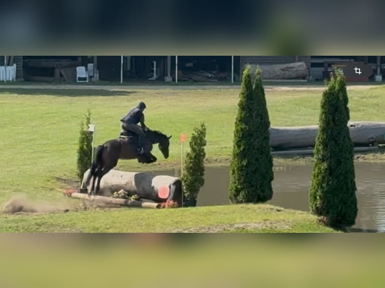 Deutsches Sportpferd Stute 6 Jahre 163 cm Dunkelbrauner in Leonberg