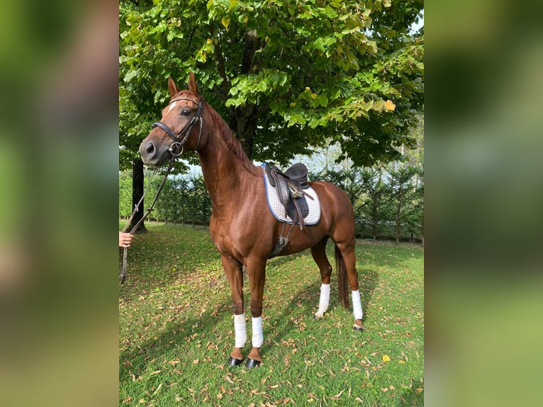 Deutsches Sportpferd Stute 6 Jahre 163 cm Fuchs in Mansuè