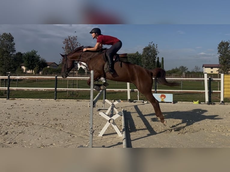 Deutsches Sportpferd Stute 6 Jahre 163 cm Fuchs in Mansuè